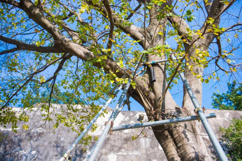 Tree Relocation