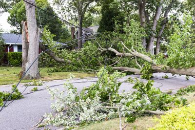 Storm-Damaged Tree