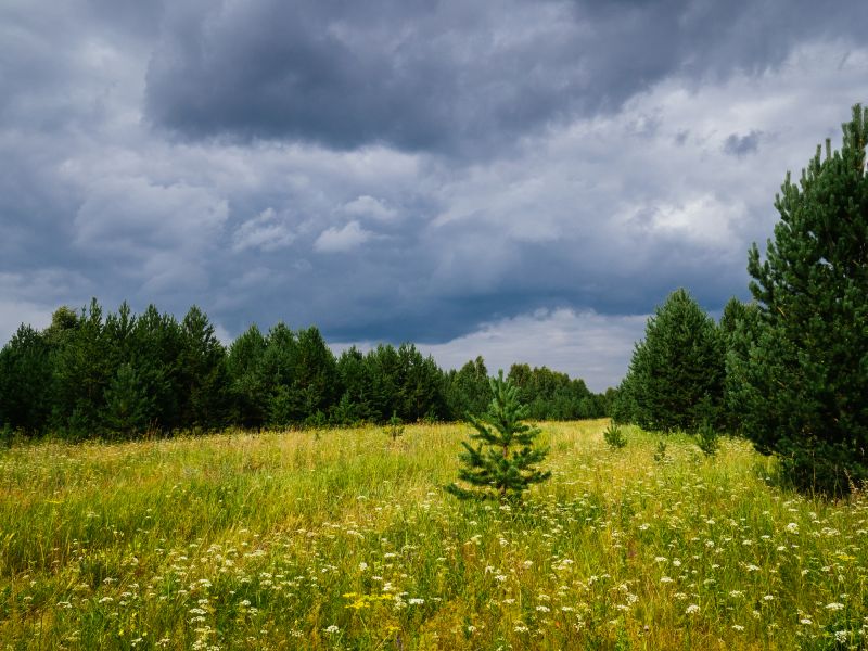 Ground Clearing in Gwinnett County, GA