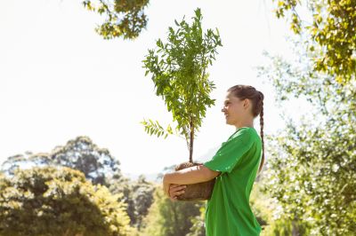 Tree Relocation