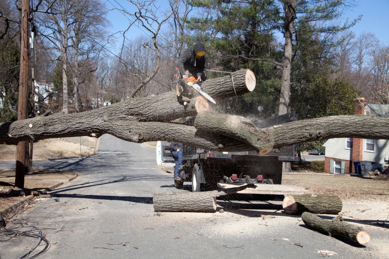 Willow Tree Removal in Montgomery County, PA