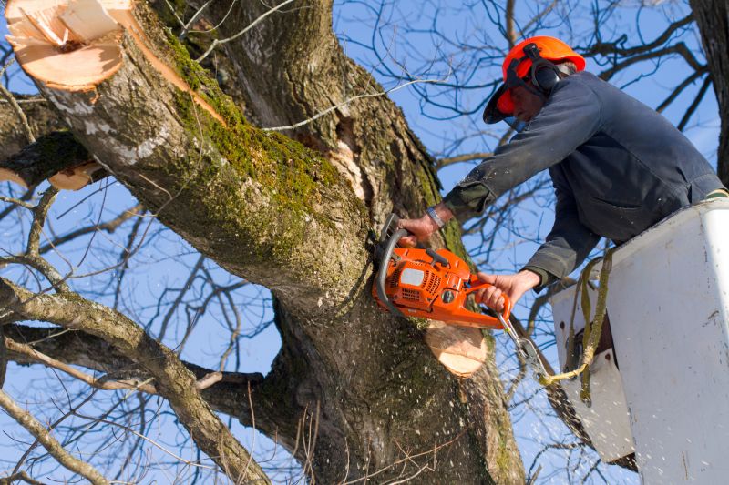 Willow Tree Removal in Allentown, PA