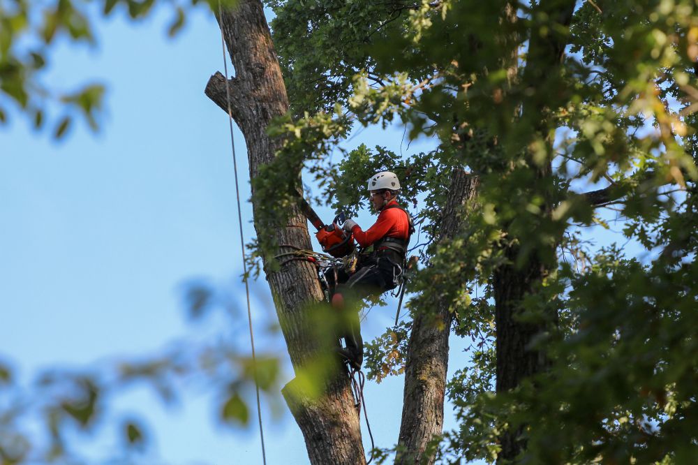 Commercial Tree Removal - Commercial Tree Removal Mckinney, Texas